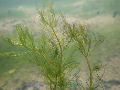 Myriophyllum verticillatum Pond Plant - Pack of 5 Bunches