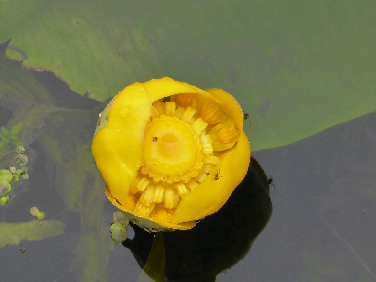 Nuphar lutea Deep Water Pond Plant (1 Litre Potted)