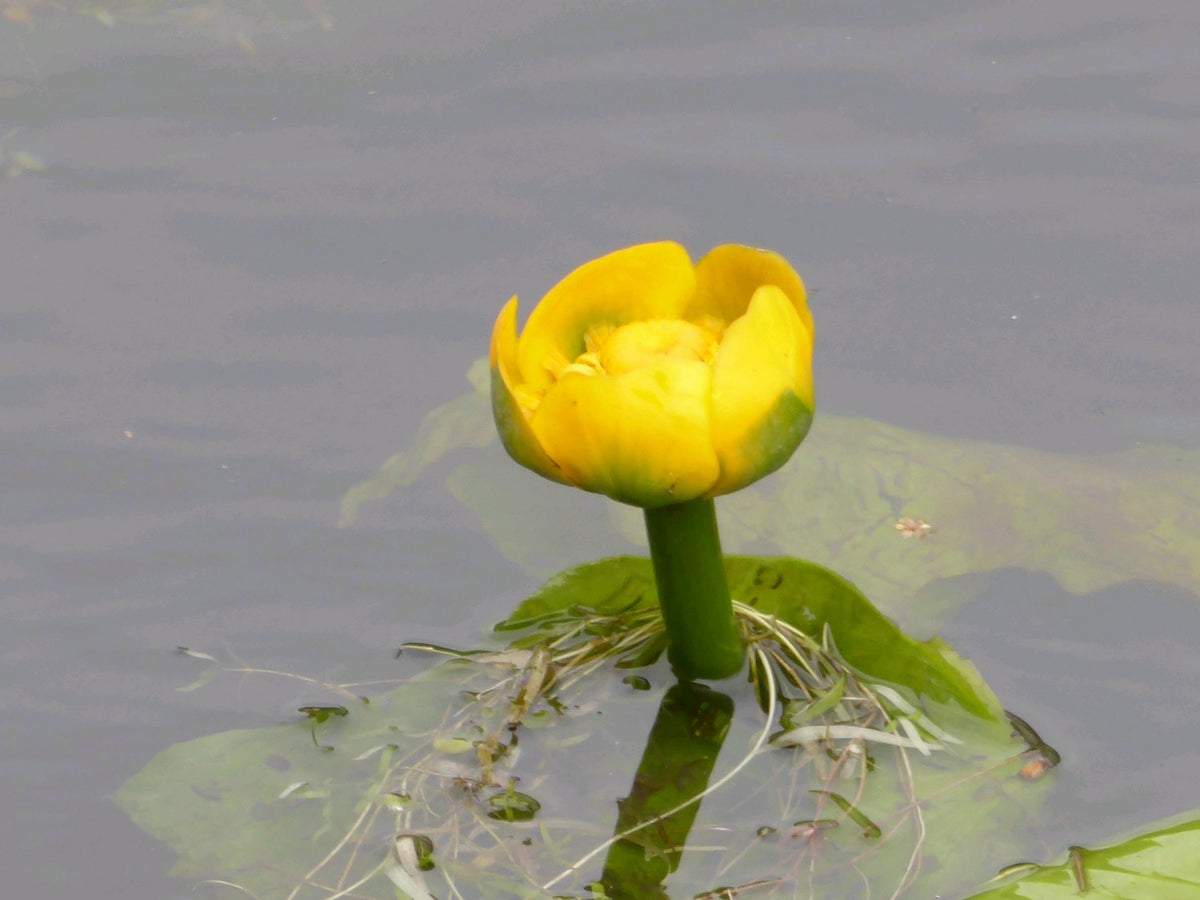 Nuphar lutea Deep Water Pond Plant (1 Litre Potted)