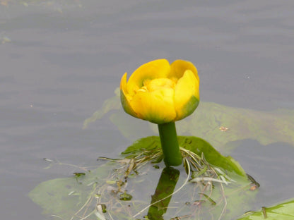 Nuphar lutea Deep Water Pond Plant (1 Litre Potted)