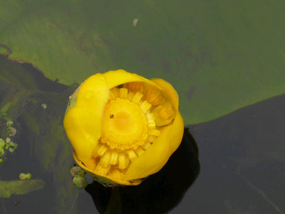 Nuphar lutea Deep Water Pond Plant (1 Litre Potted)