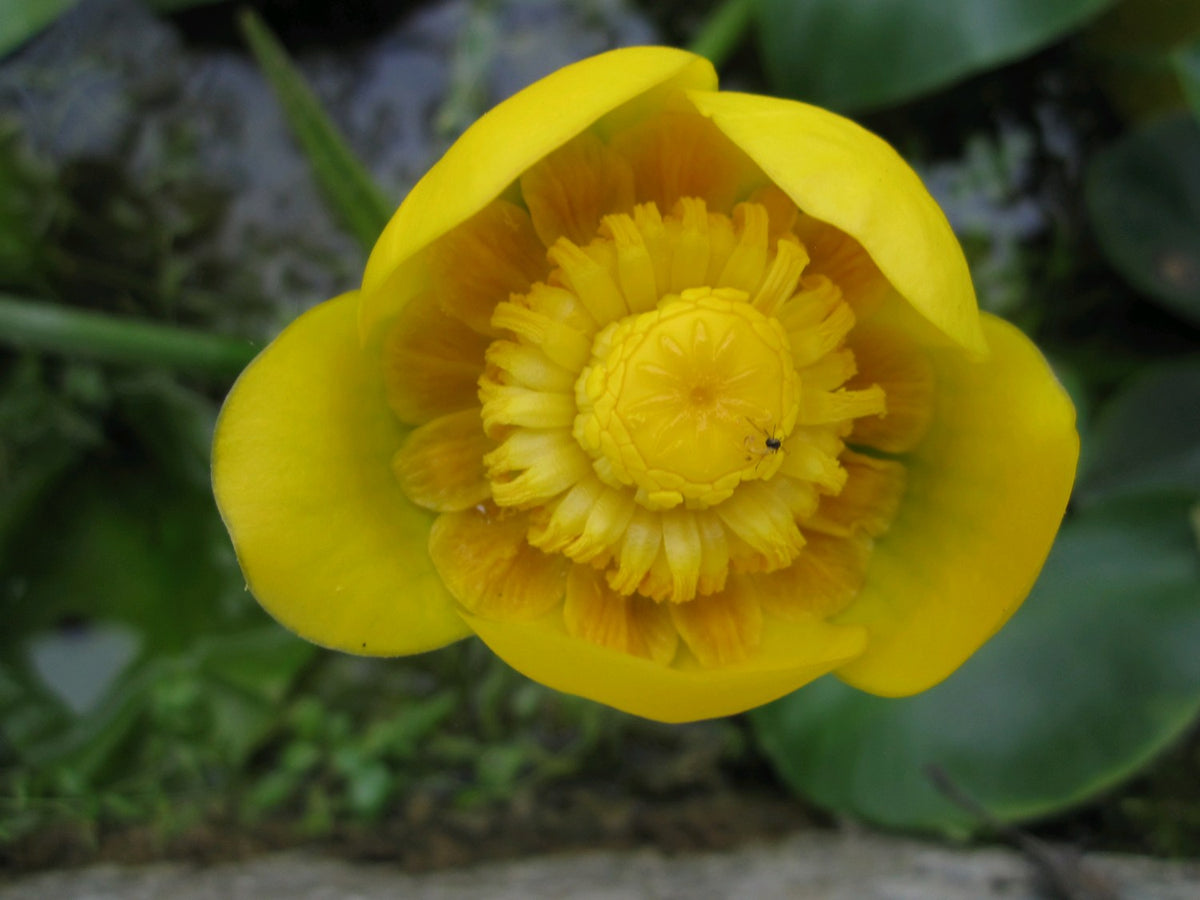 Nuphar lutea Deep Water Pond Plant (1 Litre Potted)