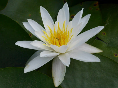 Nymphaea Alba - Native White Water Lily