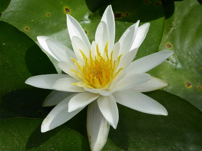Nymphaea Alba - Native White Water Lily