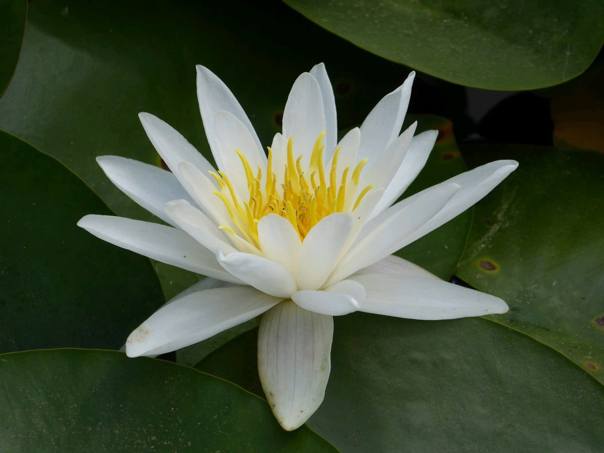 Nymphaea Alba - Native White Water Lily