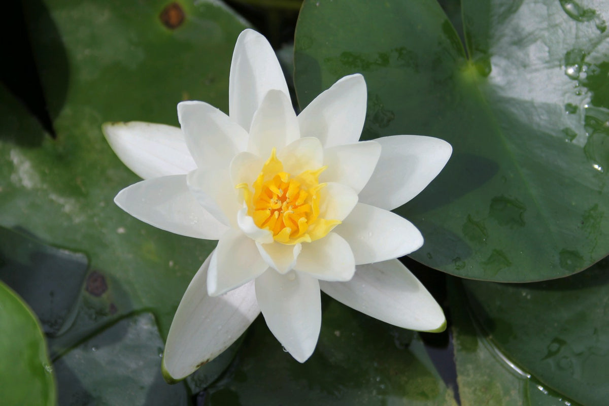 Nymphaea Albatross Water Lily (3 Litre Pot)