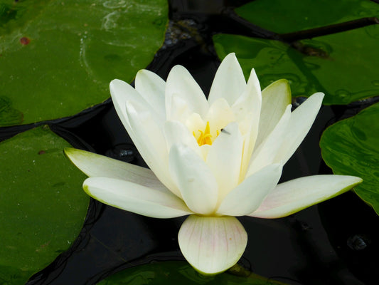 Nymphaea Albatross Water Lily (3 Litre Pot)