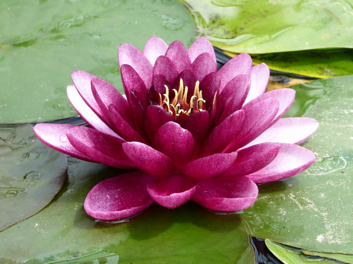 Nymphaea Almost Black Water Lily