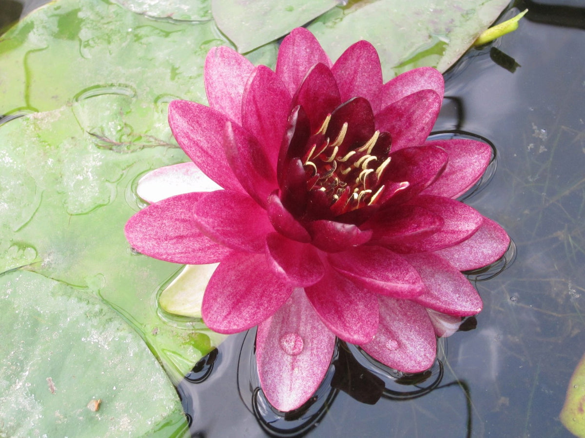 Nymphaea Almost Black Water Lily