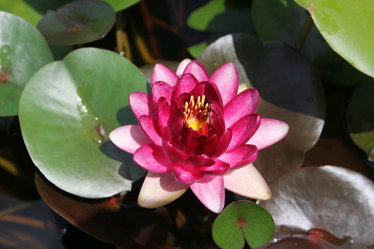 Nymphaea Almost Black Water Lily