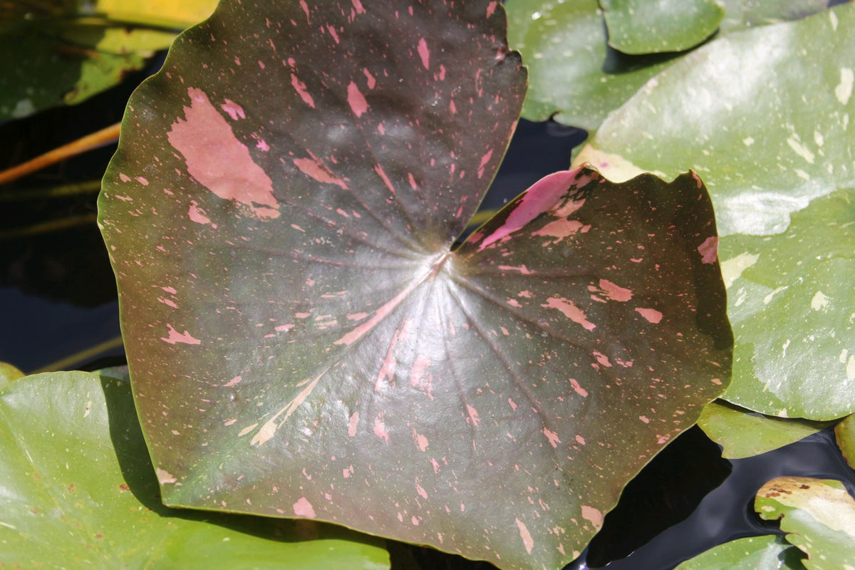 Nymphaea Arc-En-Ciel Water Lily (3 Litre Potted Plant)