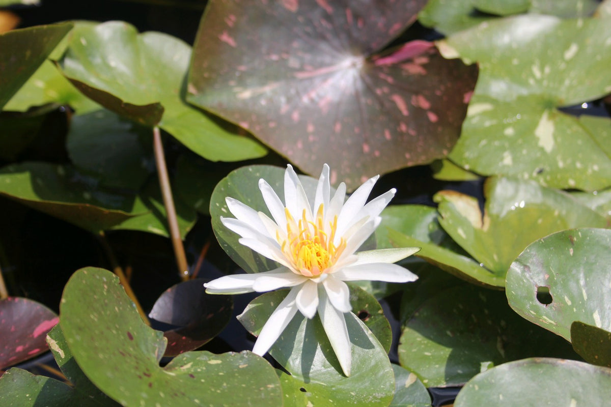 Nymphaea Arc-En-Ciel Water Lily (3 Litre Potted Plant)