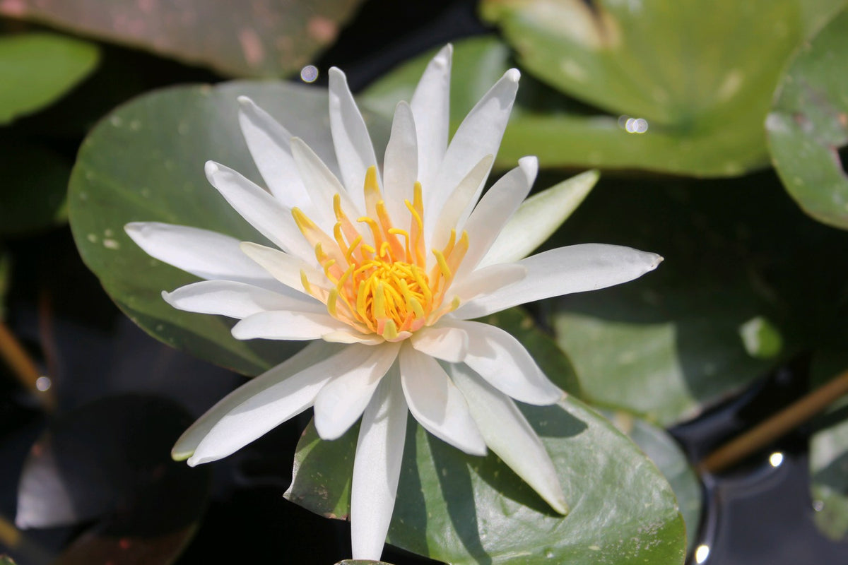 Nymphaea Arc-En-Ciel Water Lily (3 Litre Potted Plant)