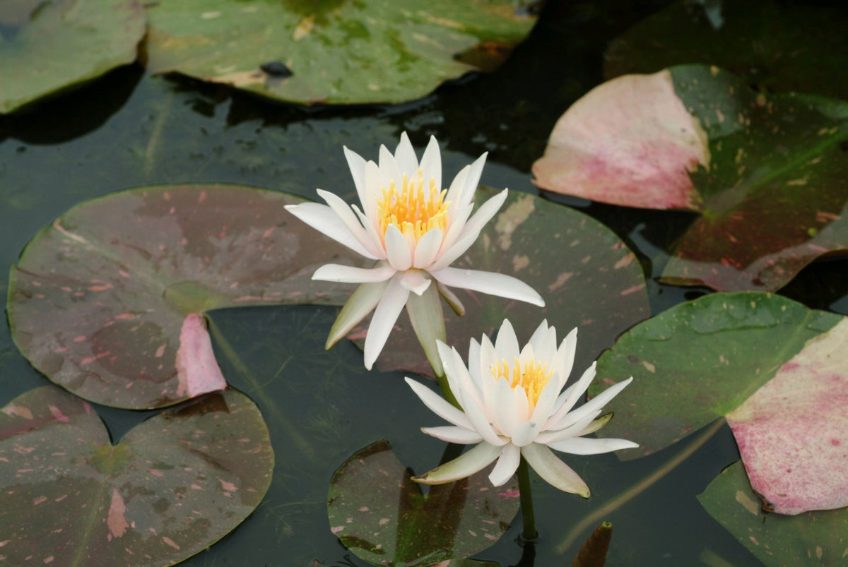 Nymphaea Arc-En-Ciel Water Lily (3 Litre Potted Plant)