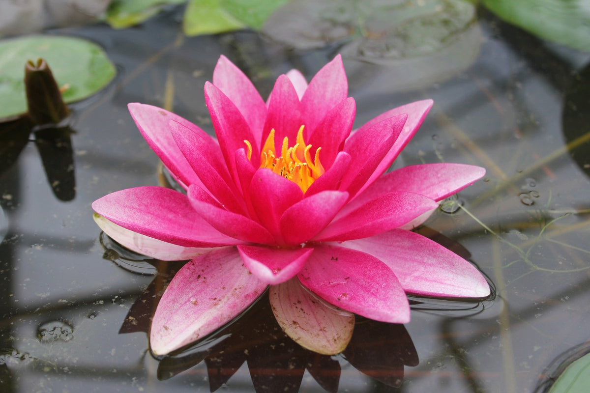 Nymphaea Attraction Waterlily