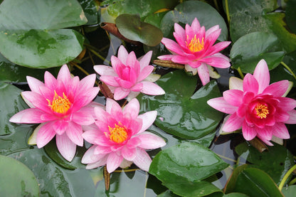 Nymphaea Attraction Waterlily