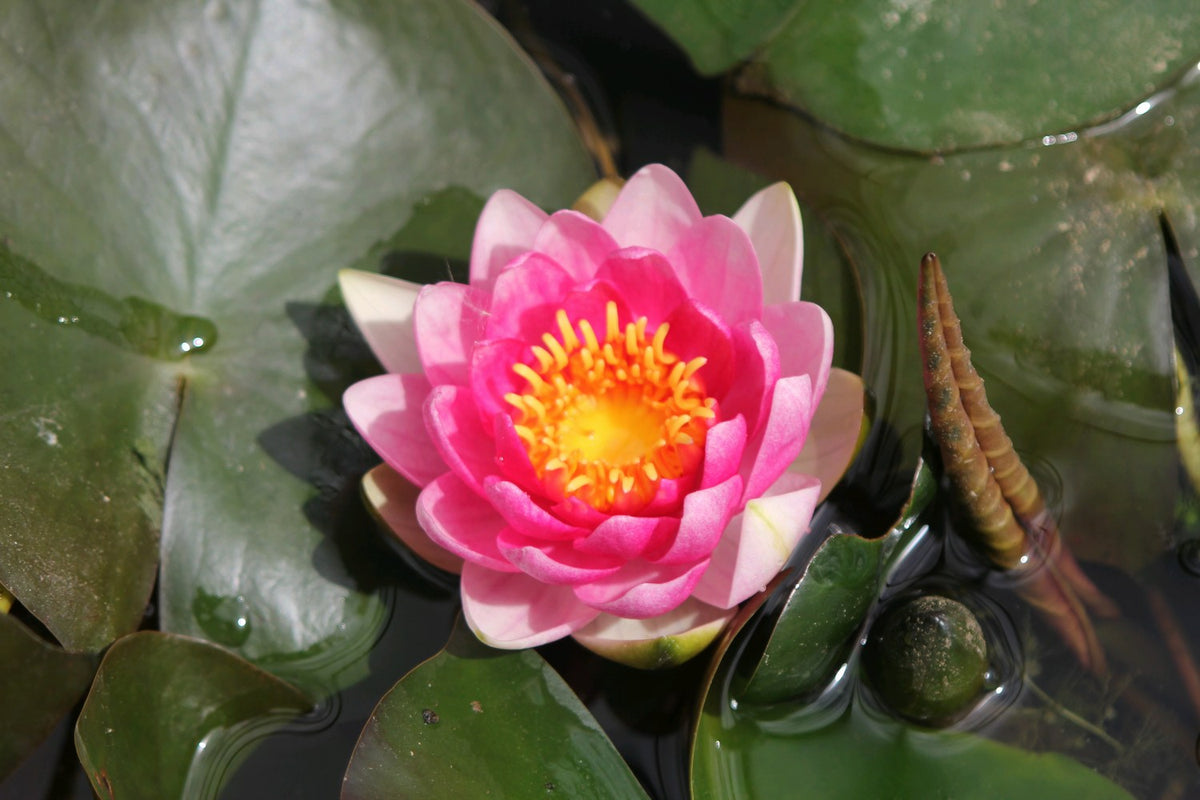 Nymphaea Attraction Waterlily