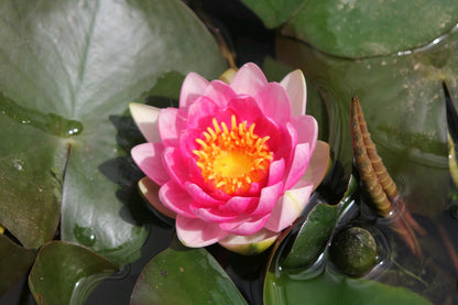 Nymphaea Attraction Waterlily