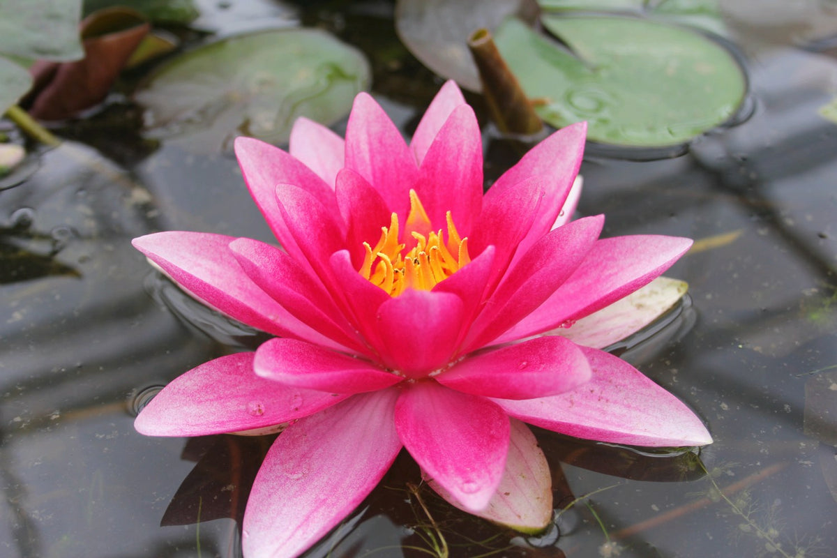 Nymphaea Attraction Waterlily
