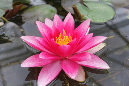 Nymphaea Attraction Waterlily