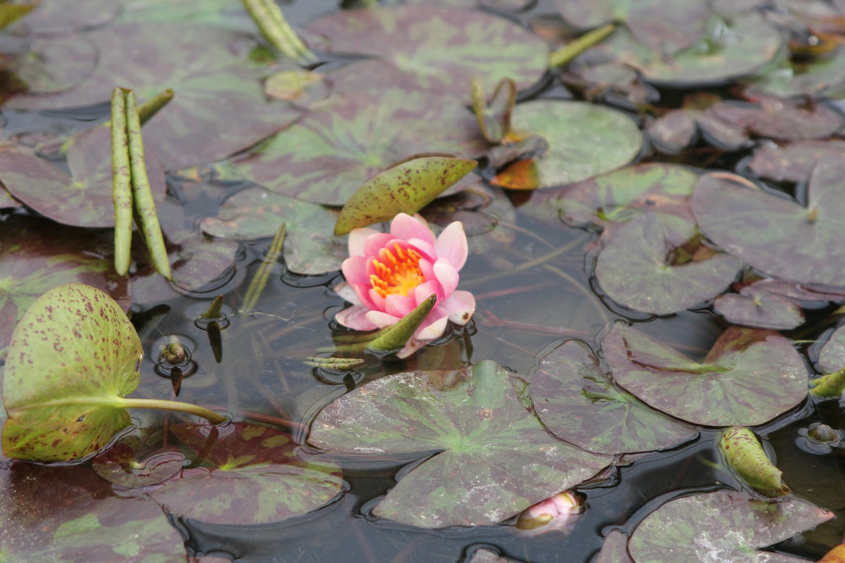 Nymphaea Aurora Colour-Changing Water Lily