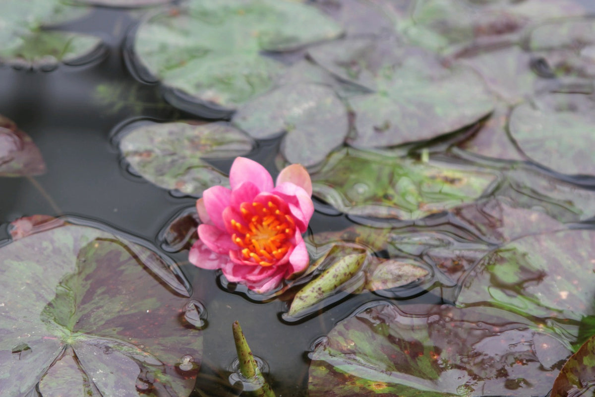 Nymphaea Aurora Colour-Changing Water Lily