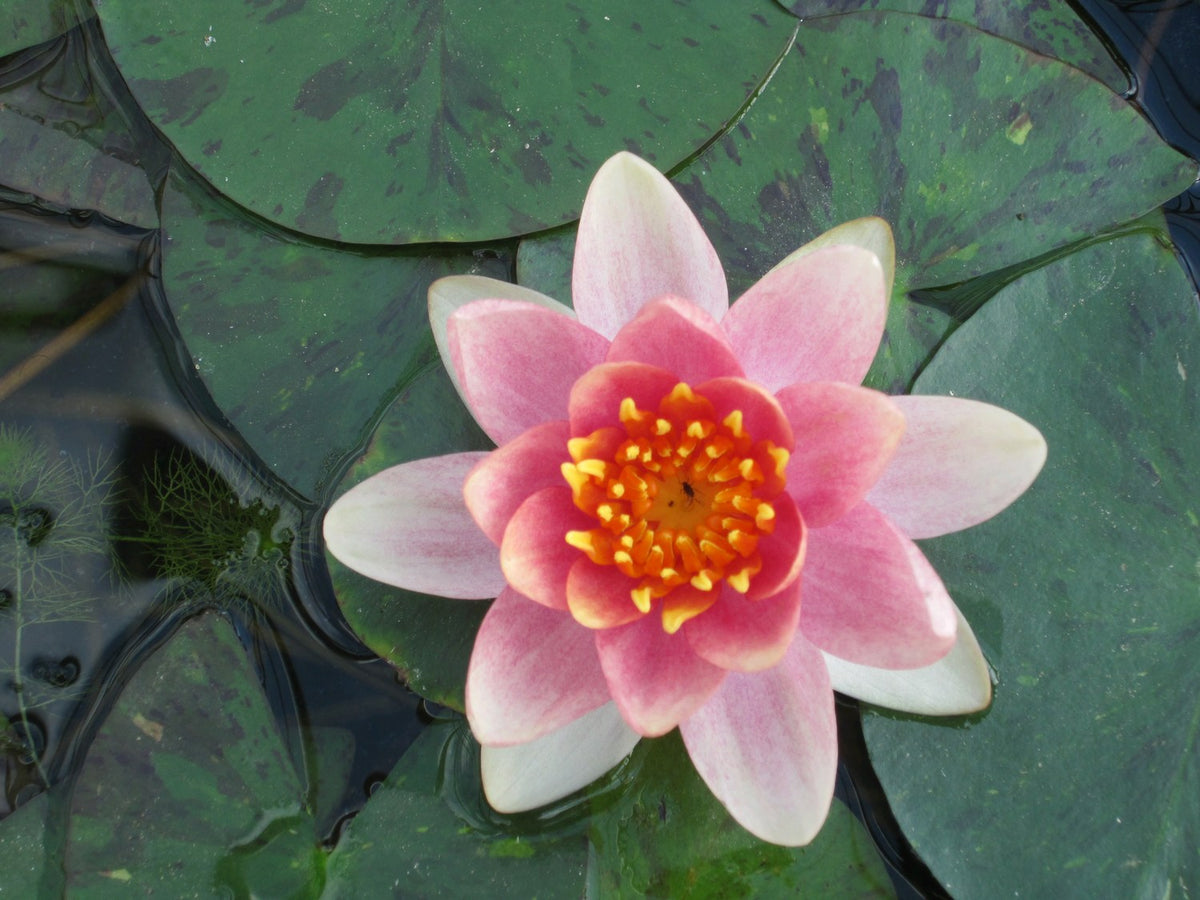 Nymphaea Aurora Colour-Changing Water Lily