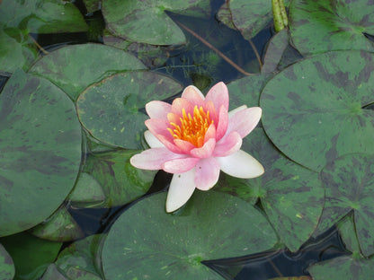 Nymphaea Aurora Colour-Changing Water Lily