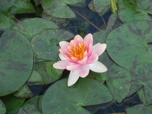 Nymphaea Aurora Colour-Changing Water Lily