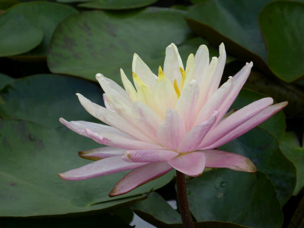 Nymphaea Barbara Dobbins Water Lily
