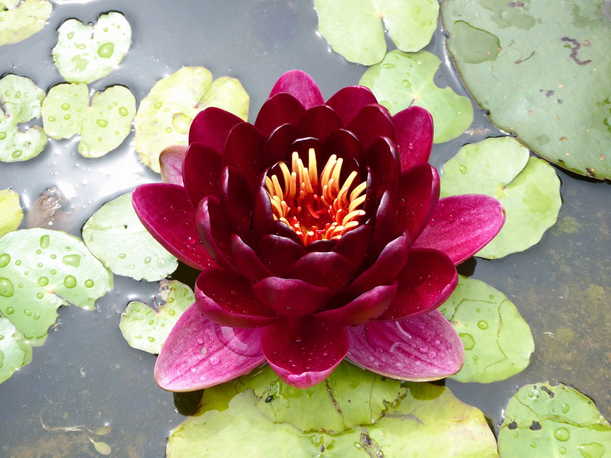 Nymphaea 'Black Princess' Water Lily, 3 Litre Pot