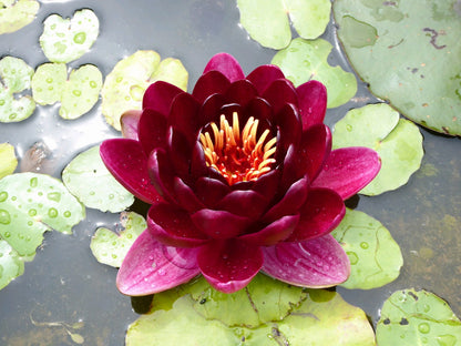 Nymphaea 'Black Princess' Water Lily, 3 Litre Pot