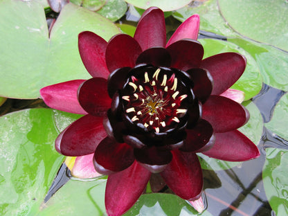Nymphaea 'Black Princess' Water Lily, 3 Litre Pot