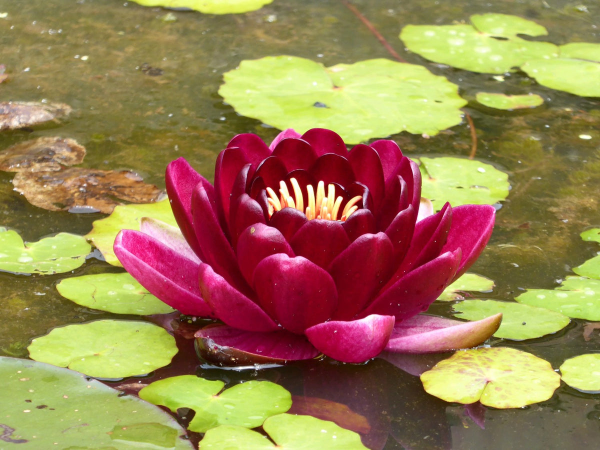 Nymphaea 'Black Princess' Water Lily, 3 Litre Pot