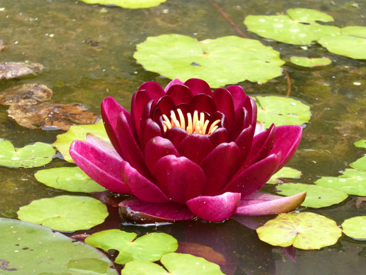Nymphaea 'Black Princess' Water Lily, 3 Litre Pot