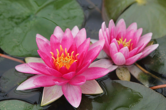 Nymphaea Charles de Meurville Water Lily (3 Litre Pot)