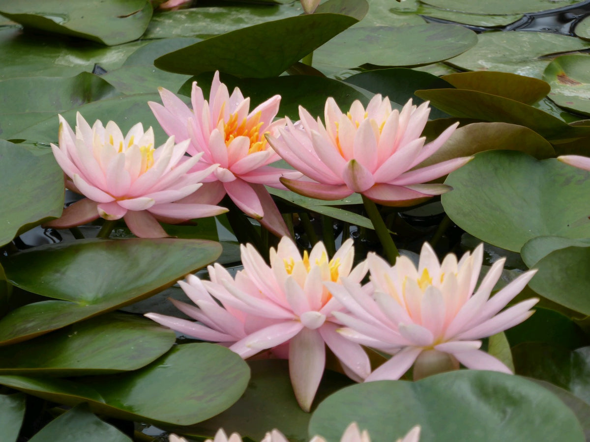 Nymphaea Colorado Water Lily