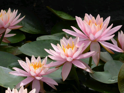 Nymphaea Colorado Water Lily