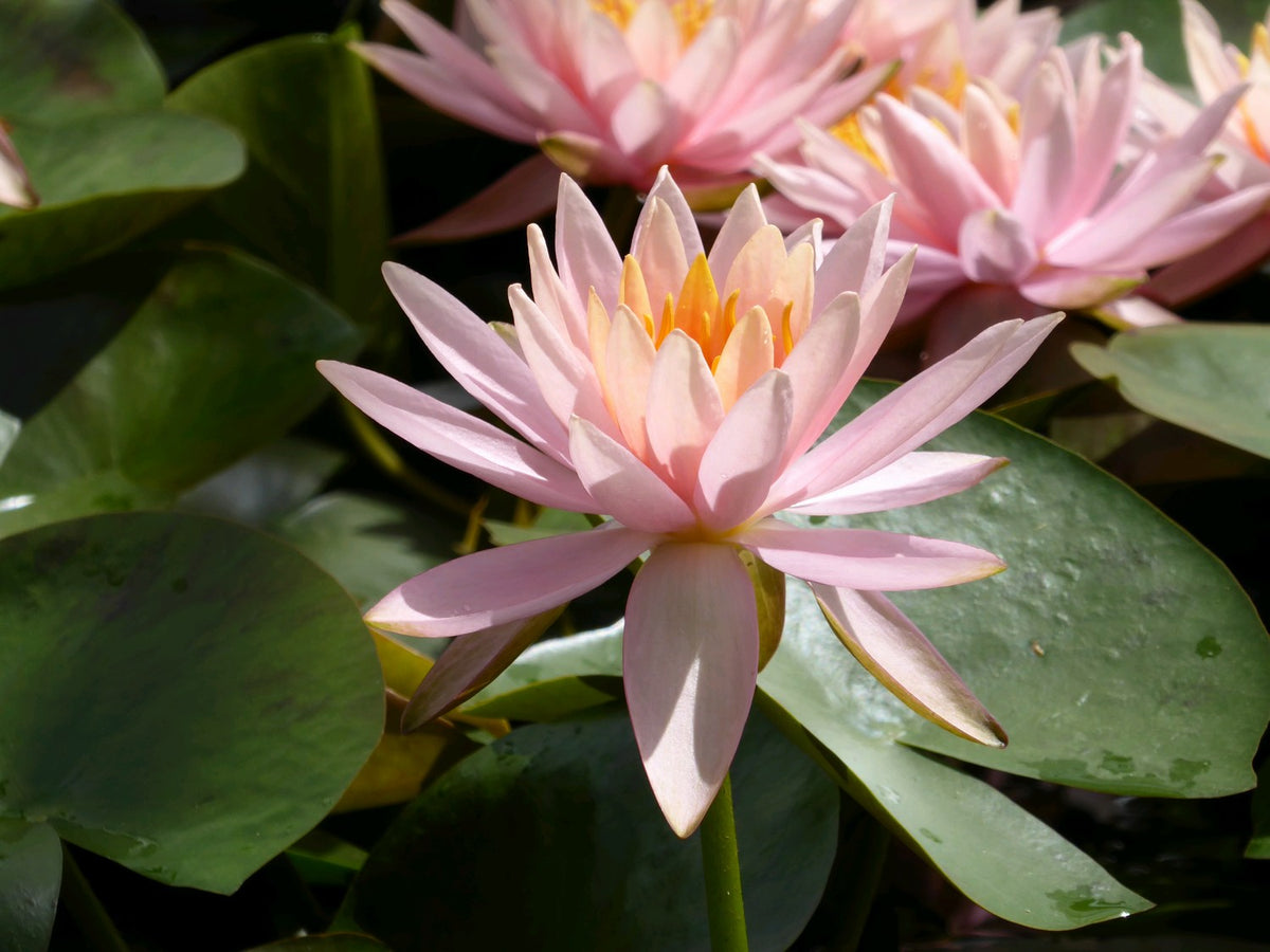 Nymphaea Colorado Water Lily