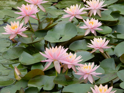 Nymphaea Colorado Water Lily