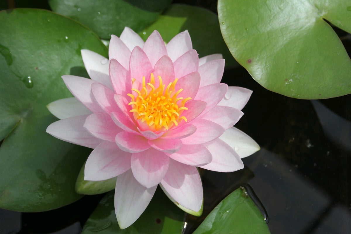 Nymphaea Darwin Pink Double-Flowered Water Lily