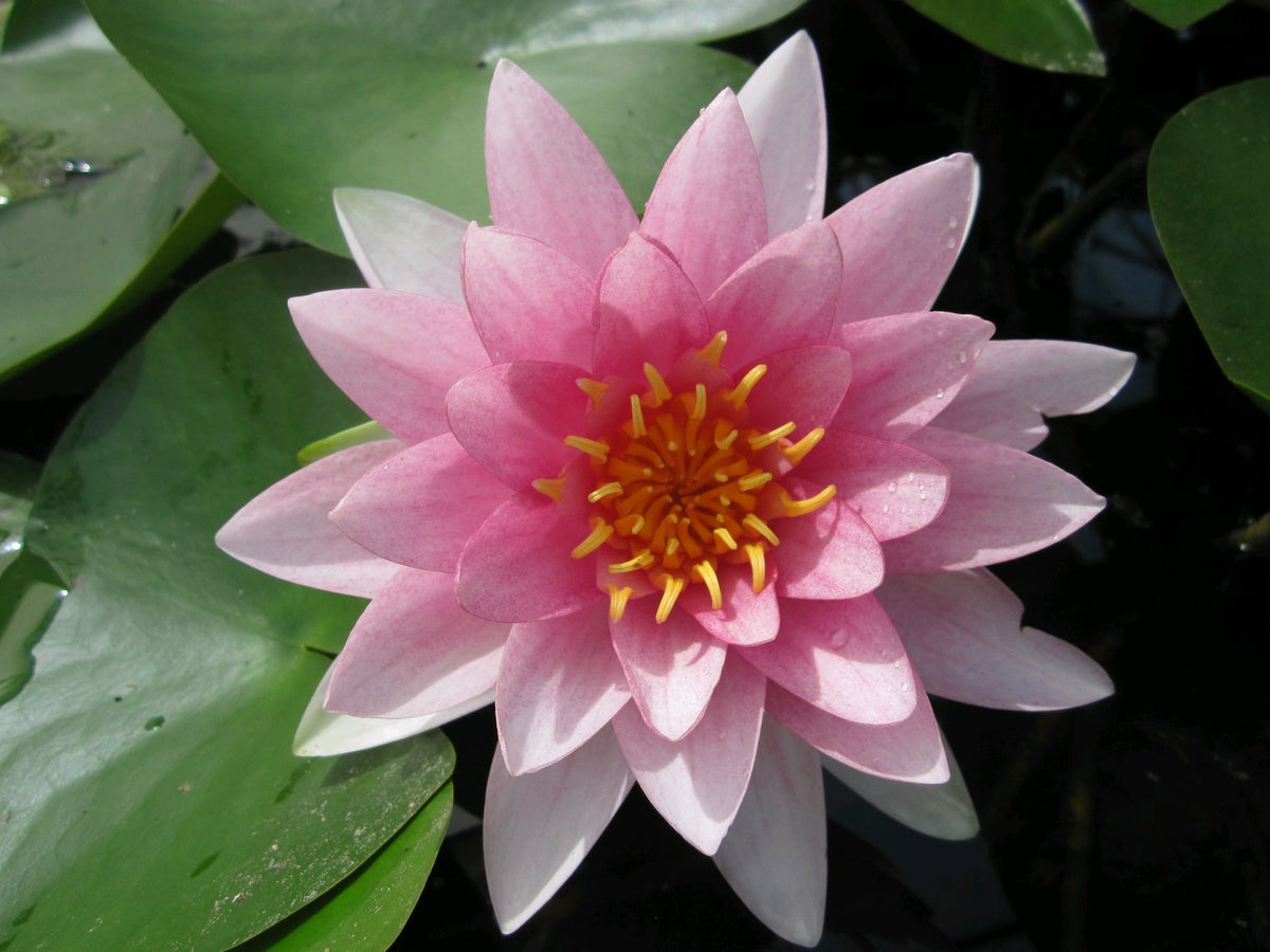 Nymphaea Darwin Pink Double-Flowered Water Lily
