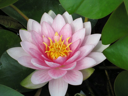 Nymphaea Darwin Pink Double-Flowered Water Lily