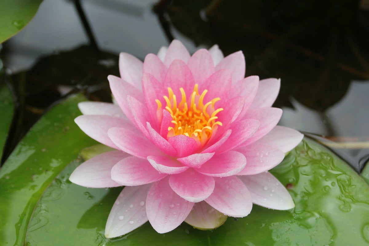 Nymphaea Darwin Pink Double-Flowered Water Lily
