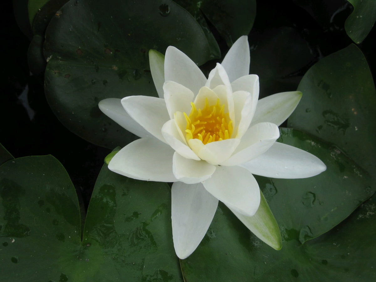 Nymphaea Gladstoniana White Water Lily