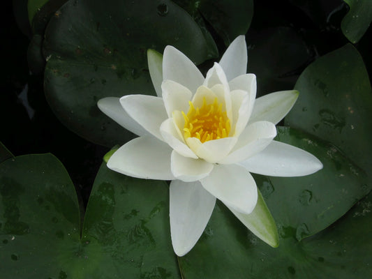 Nymphaea Gladstoniana White Water Lily