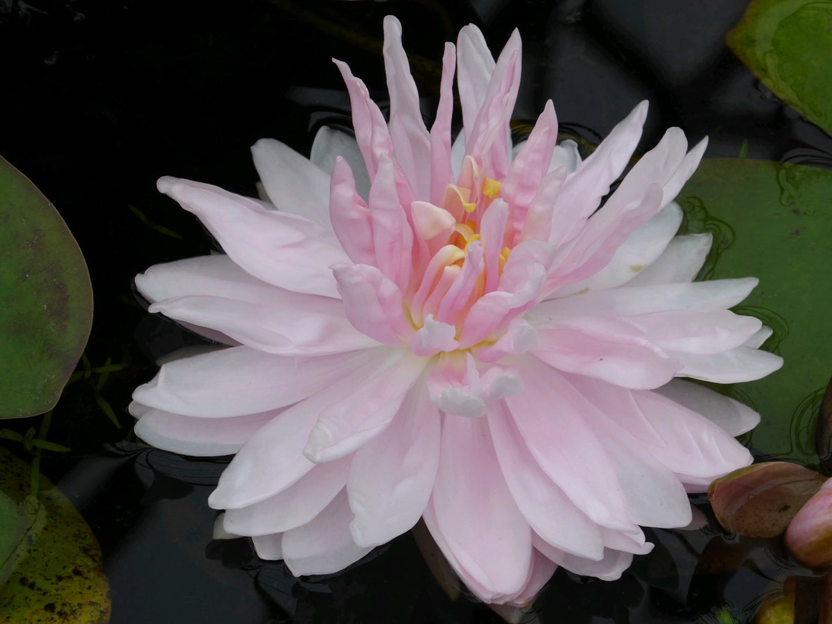 Nymphaea 'Gloire de Temple Sur Lot' Pink Waterlily - 3 Litre Pot
