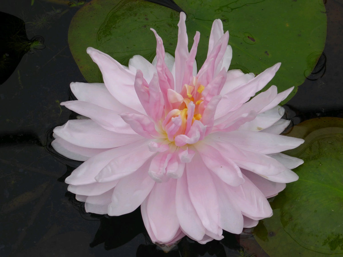Nymphaea 'Gloire de Temple Sur Lot' Pink Waterlily - 3 Litre Pot