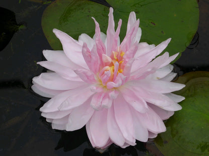 Nymphaea 'Gloire de Temple Sur Lot' Pink Waterlily - 3 Litre Pot
