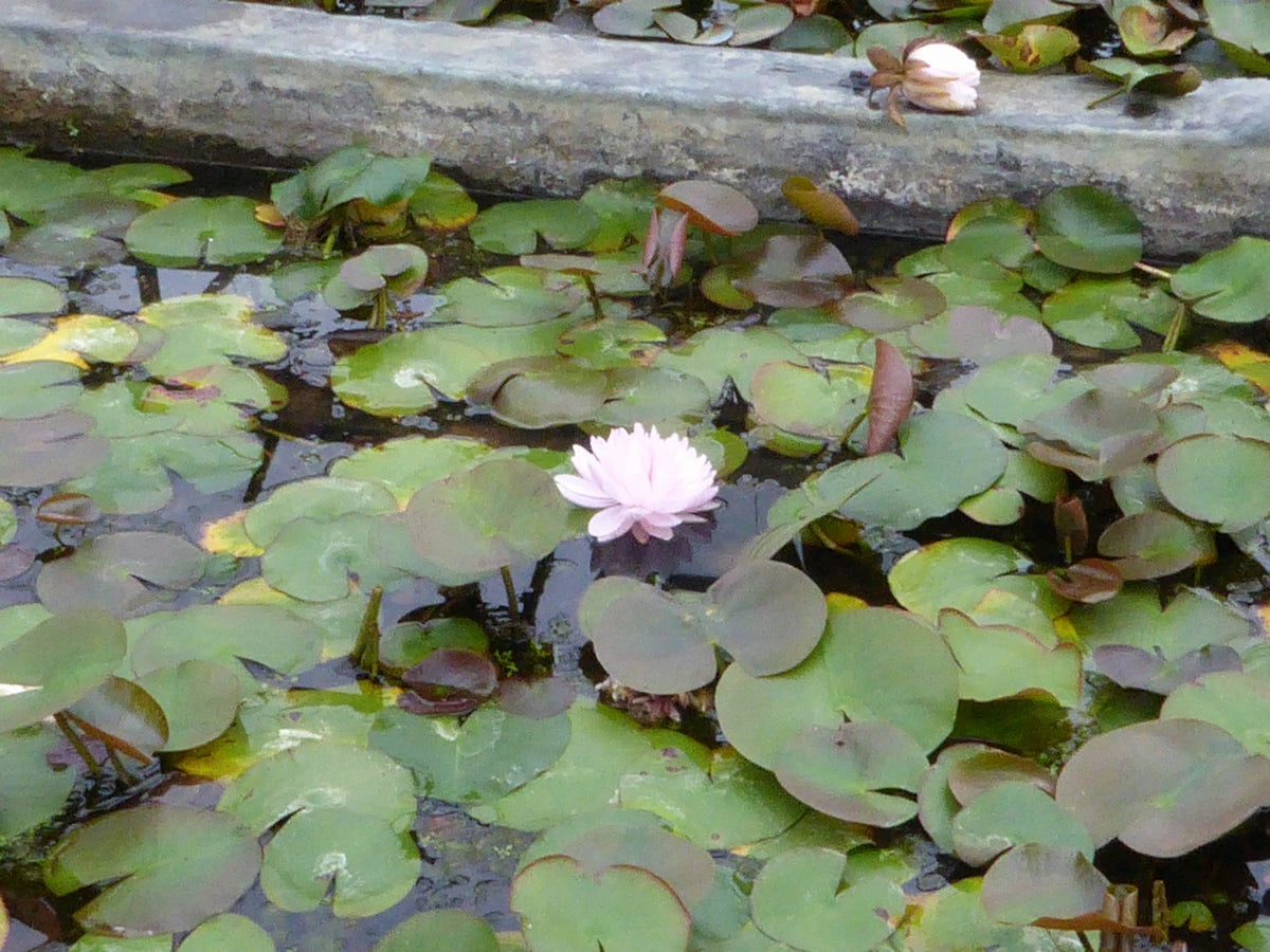 Nymphaea 'Gloire de Temple Sur Lot' Pink Waterlily - 3 Litre Pot